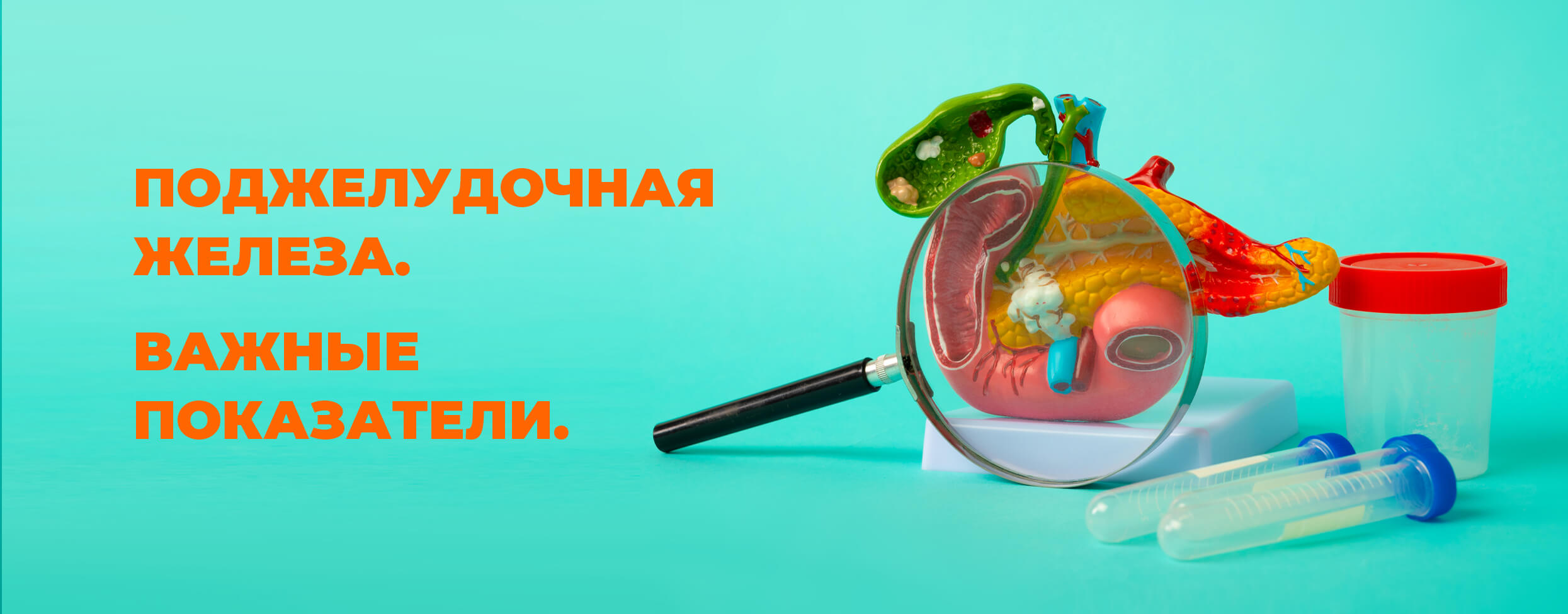 Поджелудочная железа. Важные показатели.