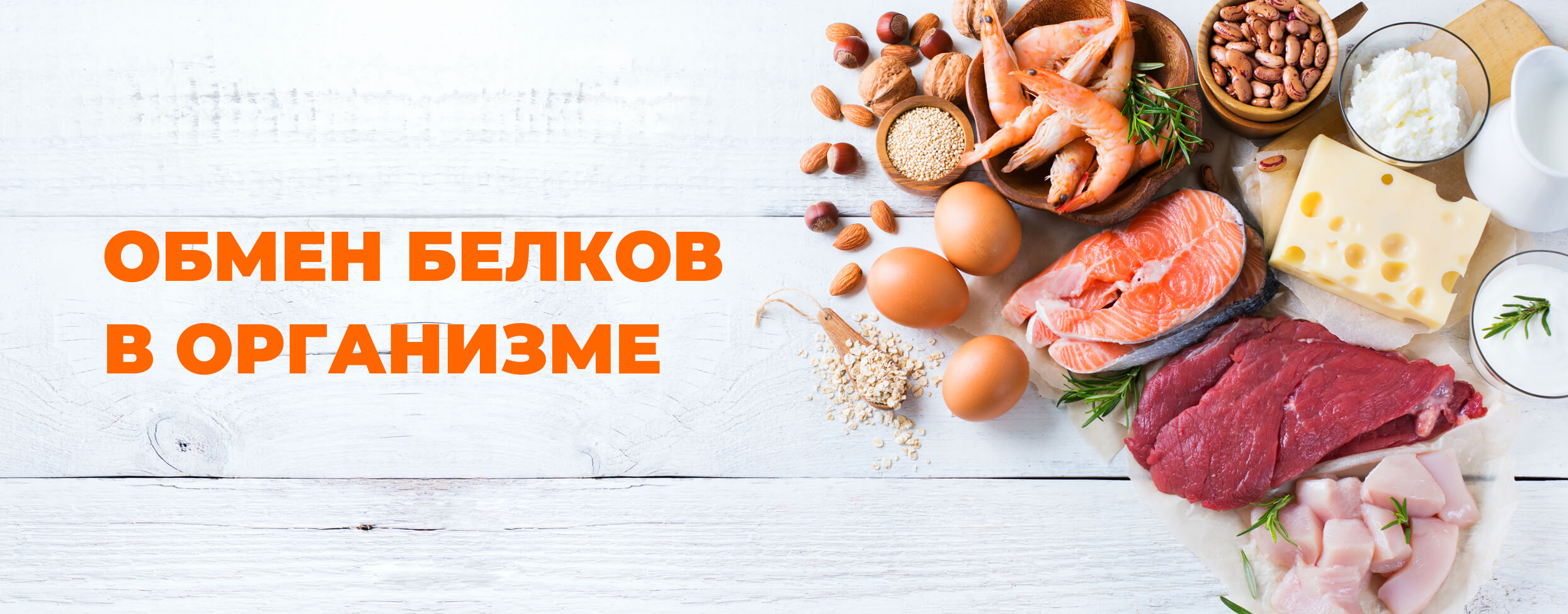 Обмен белков в организме